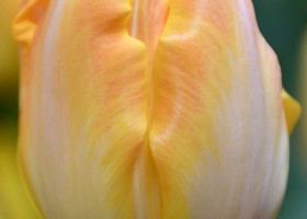 Tulipa Granny Award ® (3)